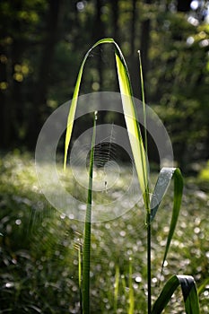 Cobweb hanging with spider on blade of grass in front of the forest