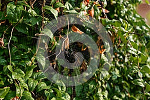 Cobweb on a honeysucle plant