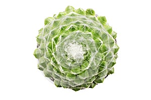 Cobweb houseleek