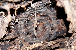 a cobweb inside a hollow trunk