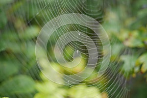 Cobweb its beads of water with fly trapped green yellow blur background  English uk European