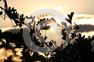 Cobweb in the late evening