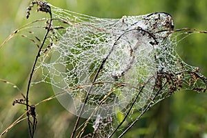 cobweb on meadow plants closeup selective focus