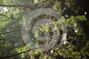 Cobweb on nature background