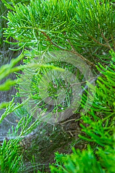 Cobweb on pine branches.