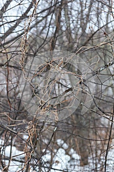 Cobweb from plants in the natural park Olenyi brooks in the Sverdlovsk region