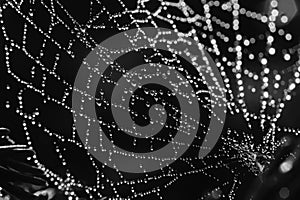 Cobweb, black and white background