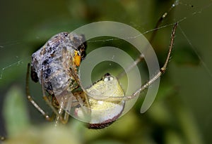 Cobweb spider