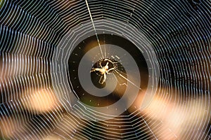 cobweb of spider background texture