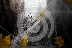 Cobweb or spider`s web against a black background,