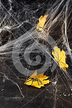 Cobweb or spider`s web against a black background,