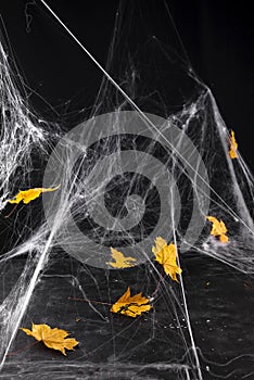 Cobweb or spider`s web against a black background,