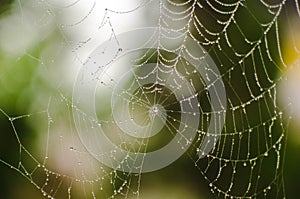 Cobweb