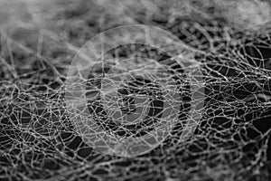 Cobweb or spider web as a nature trap