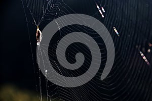 Cobweb; spider web; tela aranea