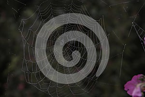 Cobweb; spider web; tela aranea; [ç”µå½±] Das Spinnennetz