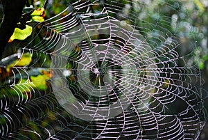 Cobweb