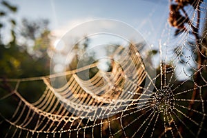 Cobweb or spiderweb natural pattern background close-up. Cobweb with drops of dew in the morning. Spider web net texture