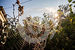 Cobweb or spiderweb natural pattern background close-up. Cobweb with drops of dew in the morning. Spider web net texture