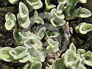 Cobweb spiderwort silver green plant Tradescantia Species, Cobweb Spiderwort, Hairy Wandering Jew, White Gossamer Plant, White