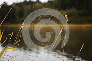 Cobweb on a stalk of grass on river background