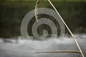 Cobweb on a stalk of grass on river background