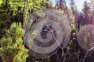 Cobweb in the sun