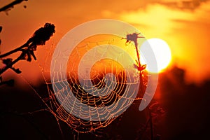 cobweb sunset capture a cobweb silhouetted against a sunset for