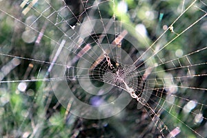 Cobweb - trapping spider web close up