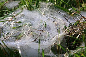 Cobweb - trapping spider web close up