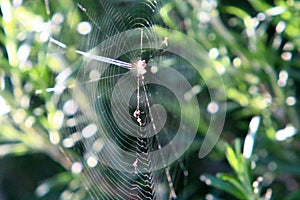 Cobweb - trapping spider web close up