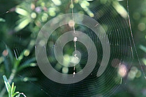 Cobweb - trapping spider web close up