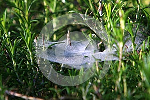 Cobweb - trapping spider web close up