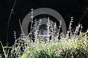 Cobweb - trapping spider web close up
