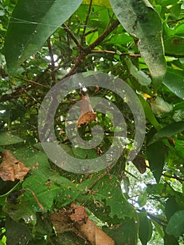 cobweb traps to catch prey