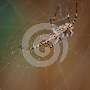 Cobweb with unfocused argiope spider