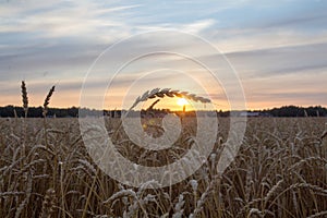 Cobweb on wheat shining in the sun