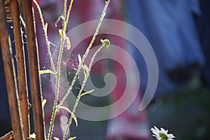 Cobweb on wild flowers in urban garden in evening un with washing blurred in background