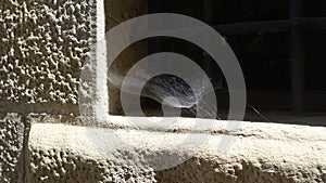 A cobweb in a window waits for prey to fall into the trap