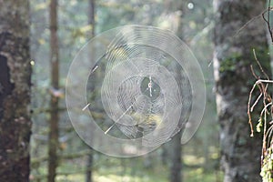 Cobweb in the woods in the middle latitudes