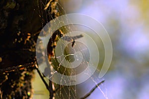 Cobweb woven on tree branches.
