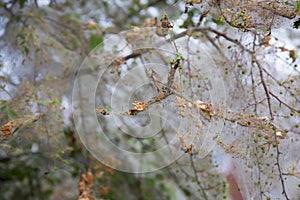 Cobweb-wrapped tree branches in a city park.