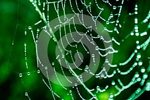 Cobwebs