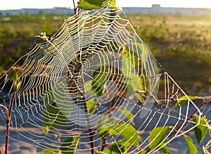 Cobwebs on the branch. The landscape of the Northern nature.