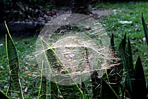 Cobwebs