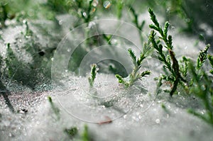 Cobwebs on the grass with dew drops - selective focus, water drops on web in forest photo