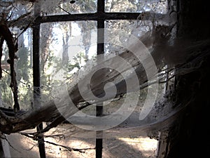 Cobwebs on old window