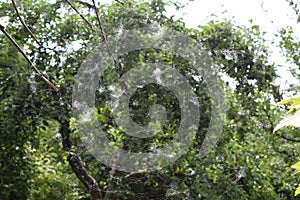 Cobwebs polluted with poplar fluff