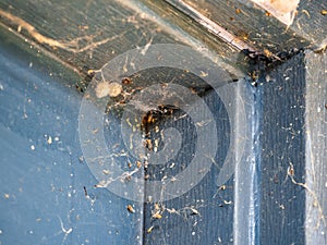 Cobwebs and Spider Egg Sacs in the Corner of Door Jamb