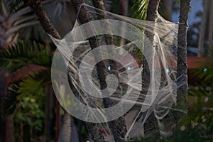 Cobwebs spider webs wrapped on a tree for Halloween American holiday